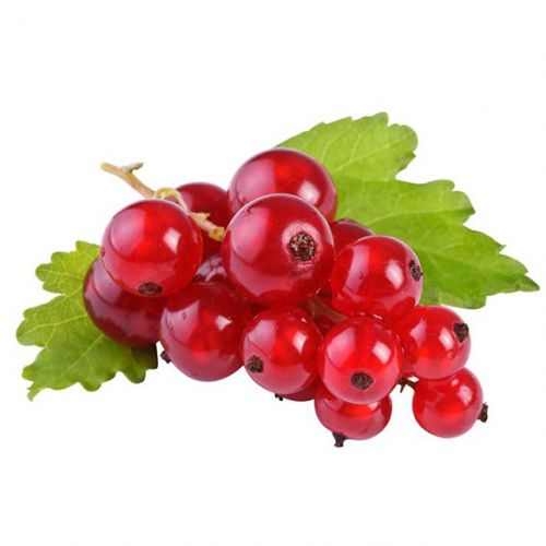Red Currant 